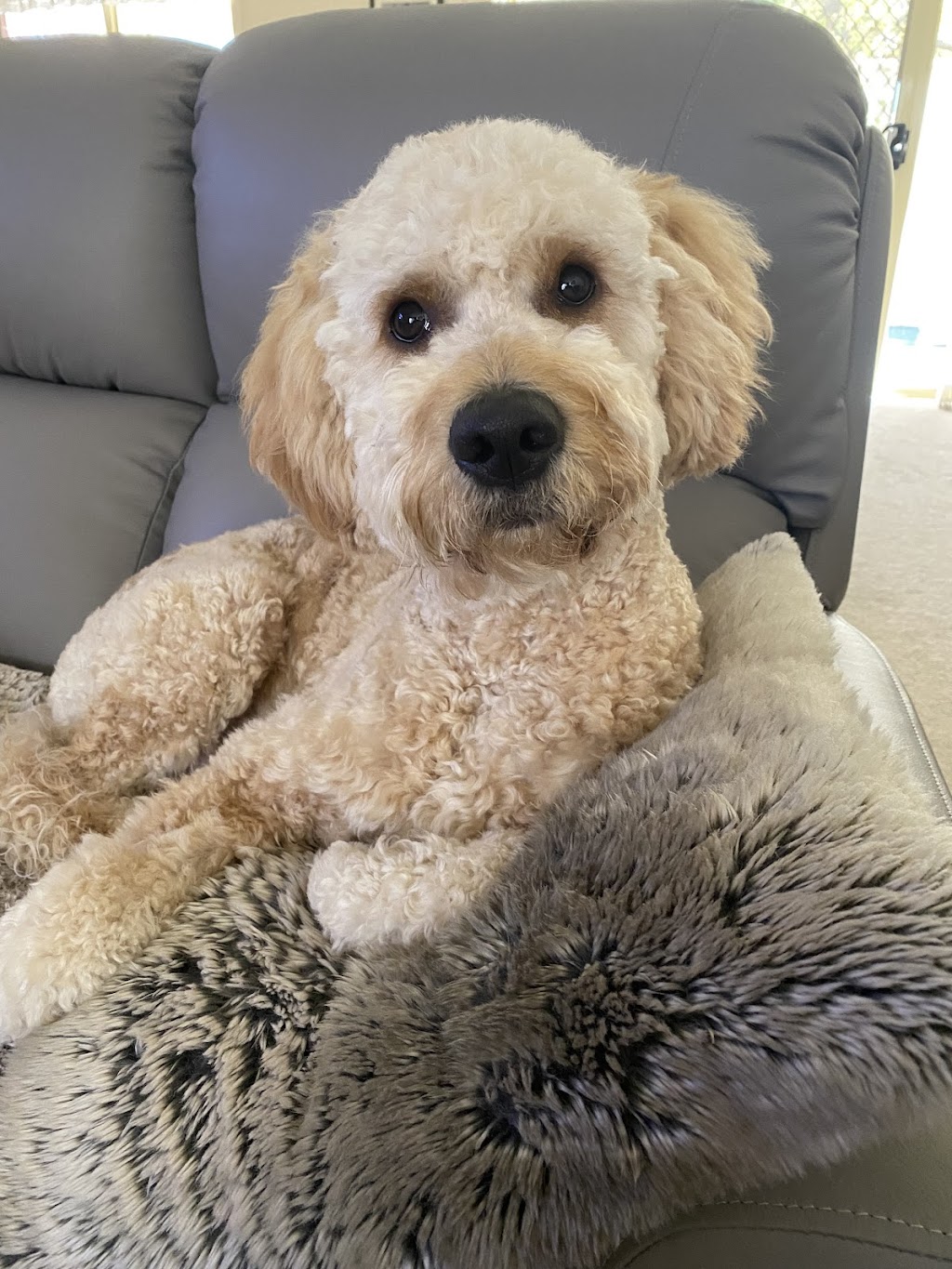 Paw and Order Dog Grooming Studio | 81 Sturt St, Mulwala NSW 2647, Australia | Phone: 0438 788 845 Paw and Order Dog Grooming Studio | 81 Sturt St, Mulwala NSW 2647, Australia | Phone: 0438 788 845