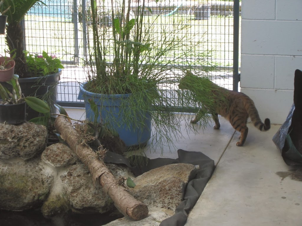 Cairns Cat Oasis Resort | veterinary care | 167 Mccoombe St, Bungalow QLD 4870, Australia | 0740541041 OR +61 7 4054 1041