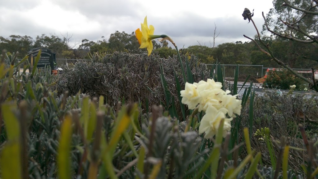 Cherry Gardens Cemetery | cemetery | 600 Cherry Gardens Rd, Cherry Gardens SA 5157, Australia