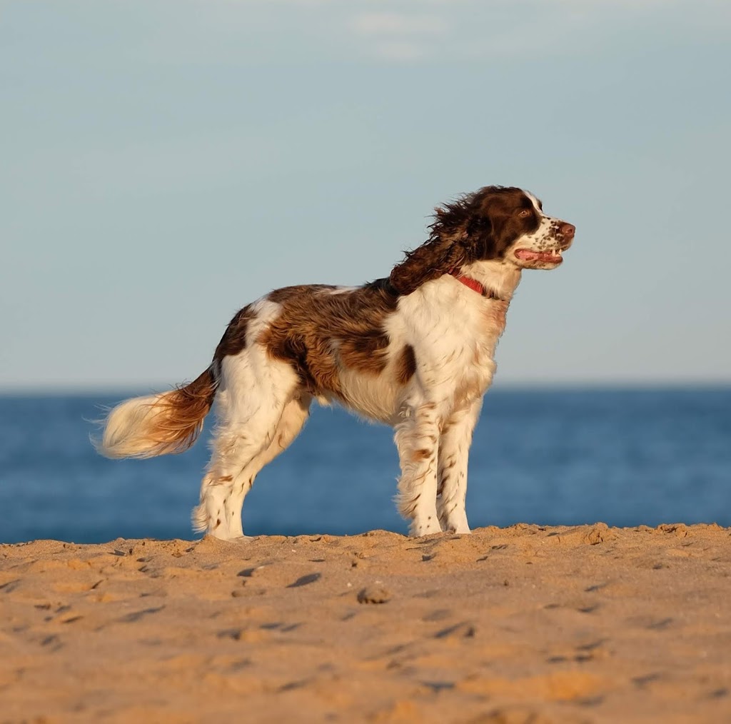 Robs Dogs Pet Photography |  | Clements Dr, Avoca Beach NSW 2251, Australia | 0439559210 OR +61 439 559 210