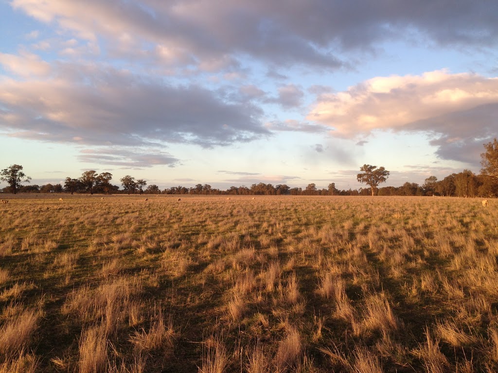 Toland Poll Merino | 1888 Feltrim Rd, Violet Town VIC 3669, Australia | Phone: 0438 981 605