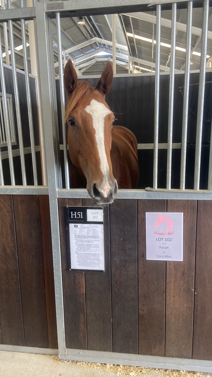 Lanitza Stud & Spelling | 775 Parker Rd, Lanitza NSW 2460, Australia | Phone: 0416 785 083