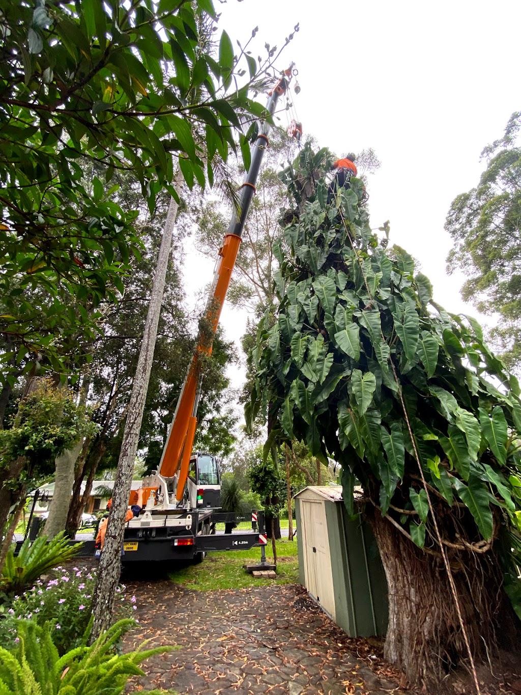 Seascape Vegetation Tree Services | 4 Coorella Cct, Port Macquarie NSW 2444, Australia | Phone: 0413 210 483