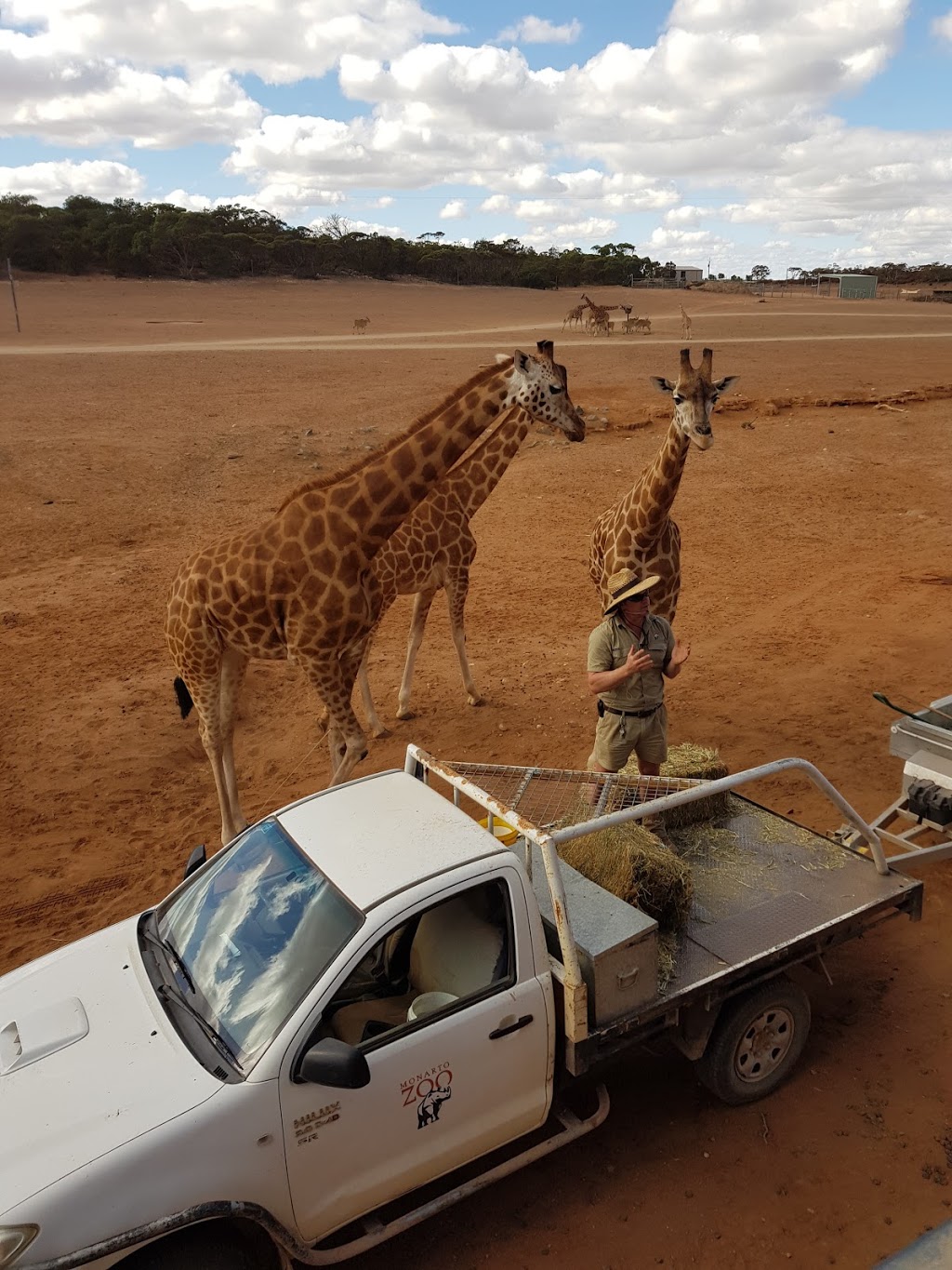 Giraffe lookout | zoo | Unnamed Road, Monarto SA 5254, Australia