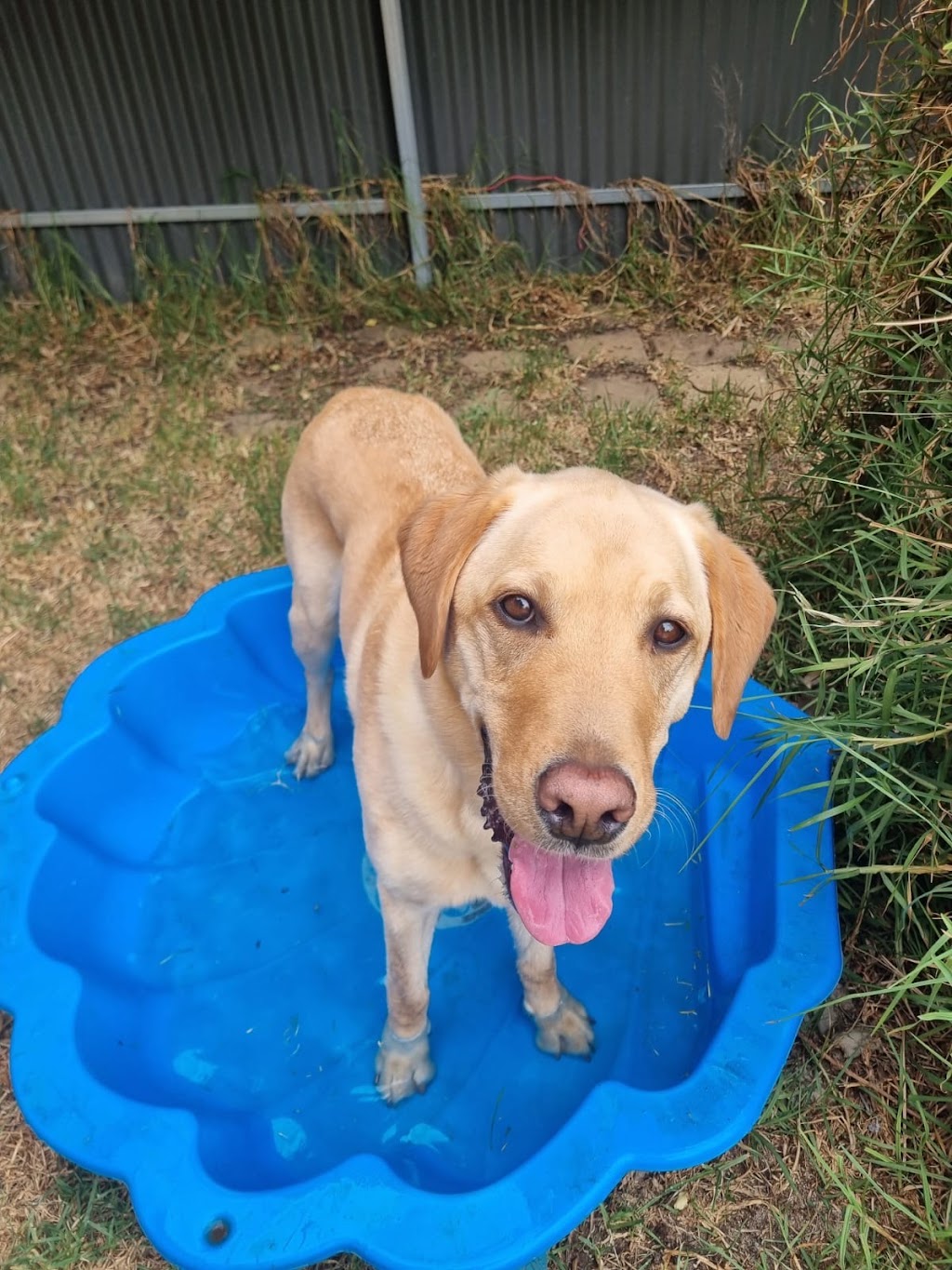 EpicDog Training and Adventures | 89 Strachans Rd, Springton SA 5235, Australia | Phone: 0422 746 068