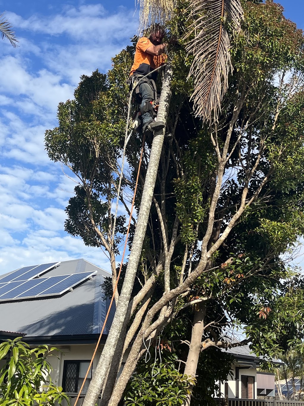 COLOURFUL TREE LOPPING STUMP GRINDING | 44A Oyster Point Esplanade, Scarborough QLD 4020, Australia | Phone: 0438 988 985