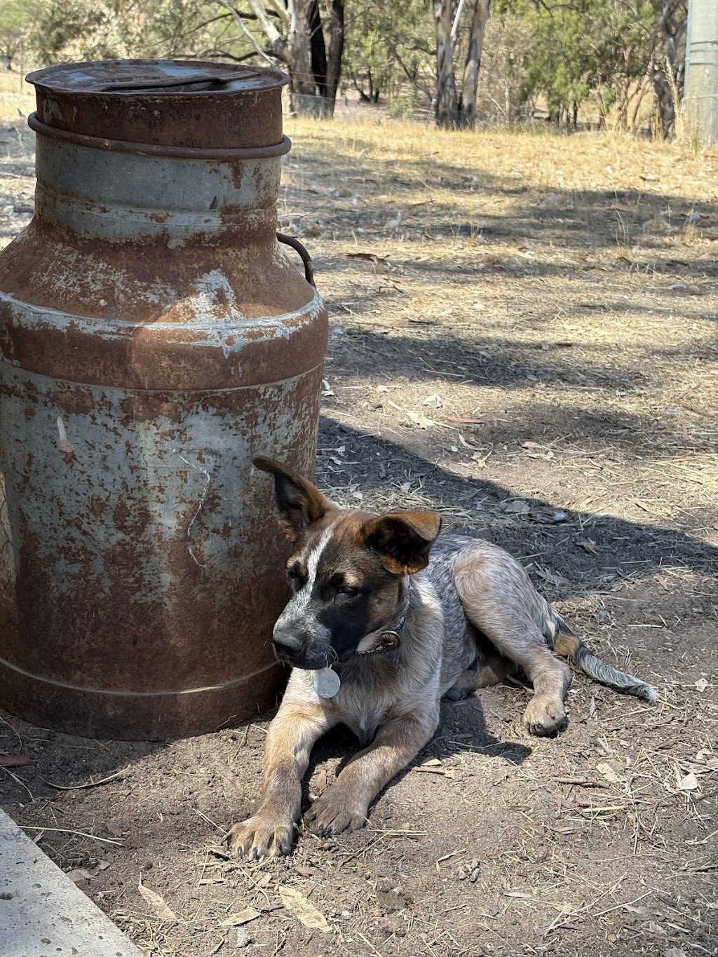 Pawspectives | 302 High St, Nagambie VIC 3608, Australia | Phone: 0481 336 642