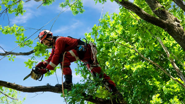 East Coast Tree Works | 97 Lenehans Ln, Doonan QLD 4562, Australia | Phone: 0403 010 616