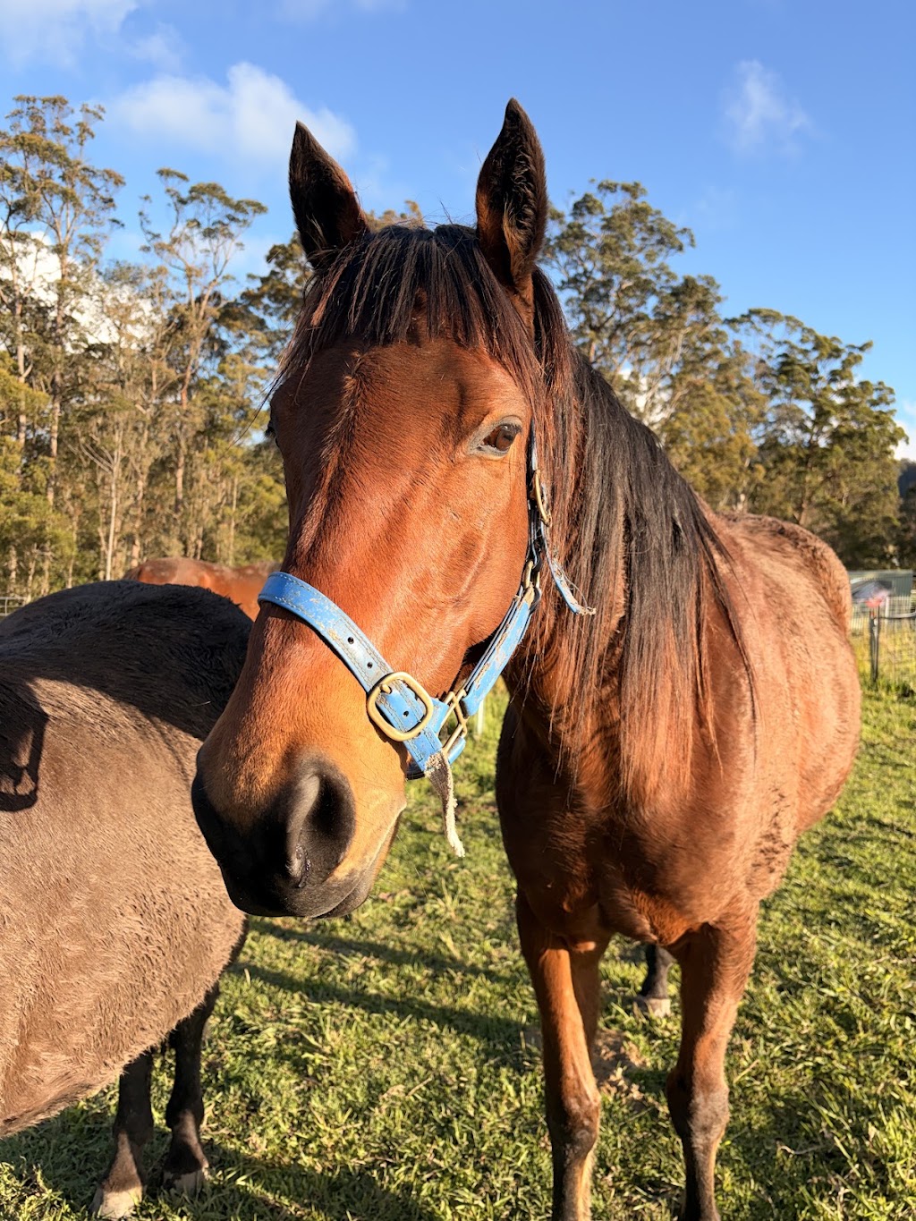 Lucky Stars Sanctuary | 167 Herivels Rd, Wootton NSW 2423, Australia | Phone: 0477 213 385