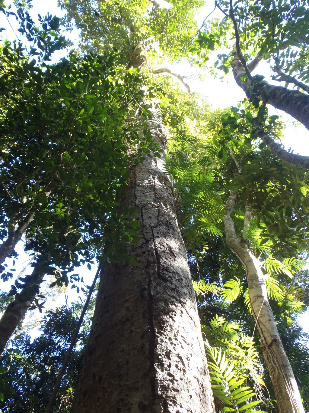 Malanda Falls Conservation Park | Malanda QLD 4885, Australia