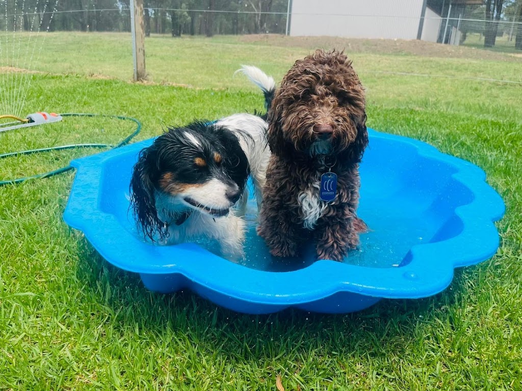 Pamper Paws by Krystal | 467 Mount View Rd, Mount View NSW 2325, Australia | Phone: 0431 227 078