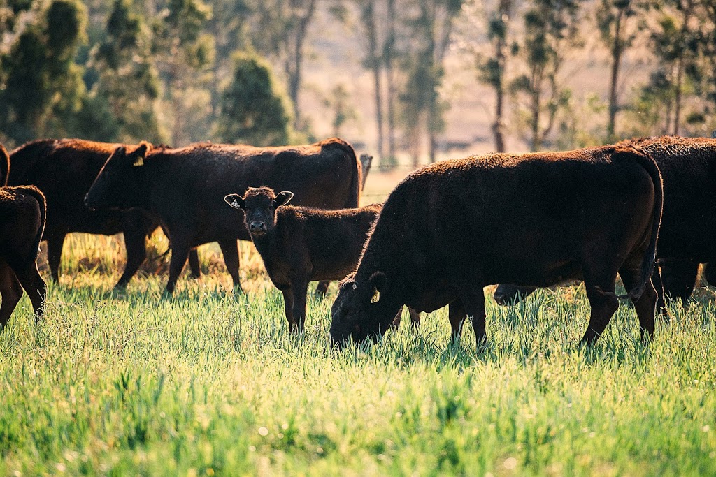 Shamrock Vale Station | food | 1151 Kerry Rd, Kerry QLD 4285, Australia | 0755449185 OR +61 7 5544 9185