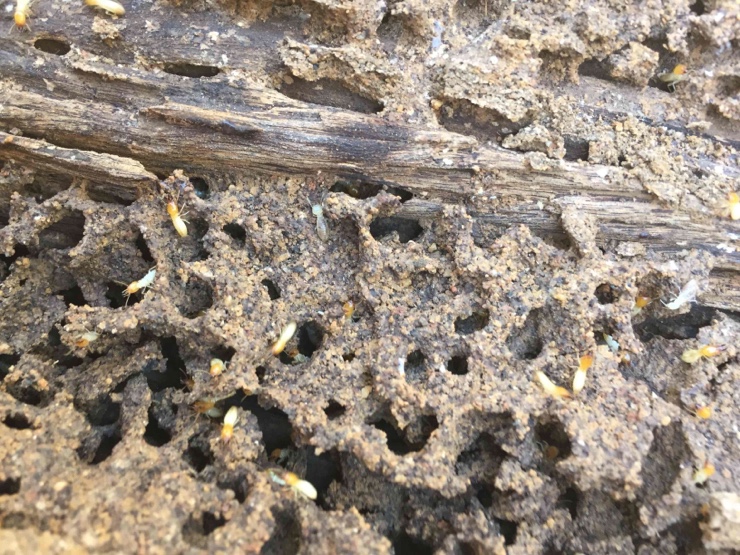 Stewarts Termite Control - Midland | 28 Military Rd, Bellevue WA 6056, Australia | Phone: (08) 6489 8800