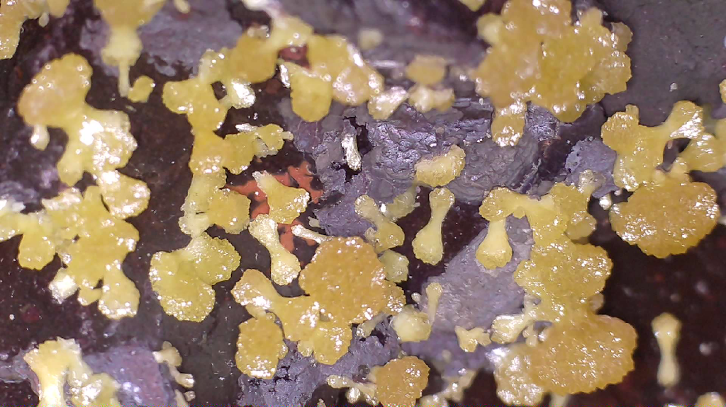 Minerals & Crystals Co. Australia | 128-130 Drover Cres, Flagstone QLD 4280, Australia | Phone: 0466 251 577