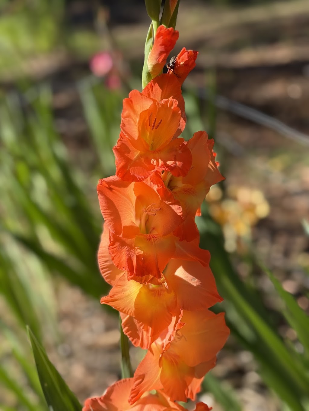 Celestial Gardens and Retreat | 10 Thonemans Rd, Hoddles Creek VIC 3139, Australia | Phone: 0411 885 568