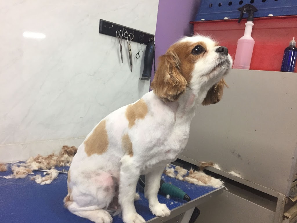 Totally Clips Pet Styling Salon | pet store | 36 Scotland St, Bundaberg Central QLD 4670, Australia | 0741511248 OR +61 7 4151 1248