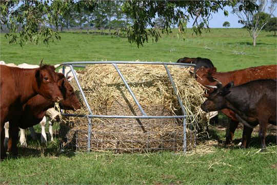 Cavalier Livestock Equipment | food | 41 Dennis Little Dr, Glanmire QLD 4570, Australia | 0754811602 OR +61 7 5481 1602