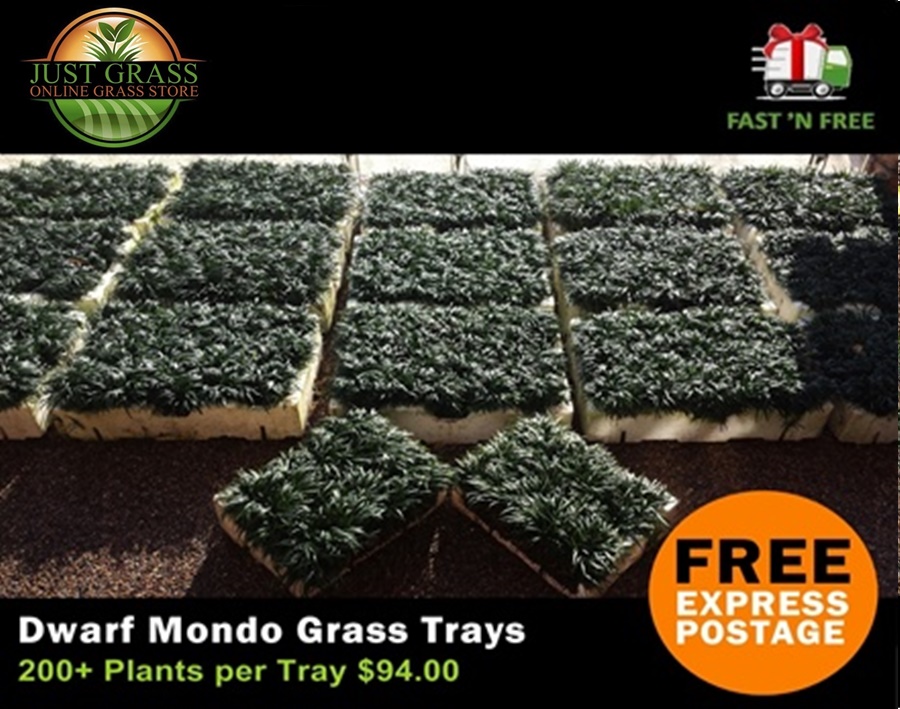 Just Grass | store | 12 Singleton Ave, Thornton NSW 2322, Australia | 0410663135 OR +61 410 663 135