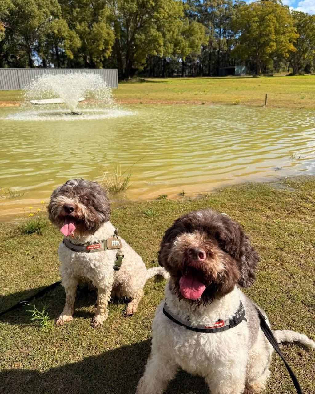 Rocky Ridge Pet Resort | 3 Jones Rd, Calga NSW 2250, Australia | Phone: 0435 764 422