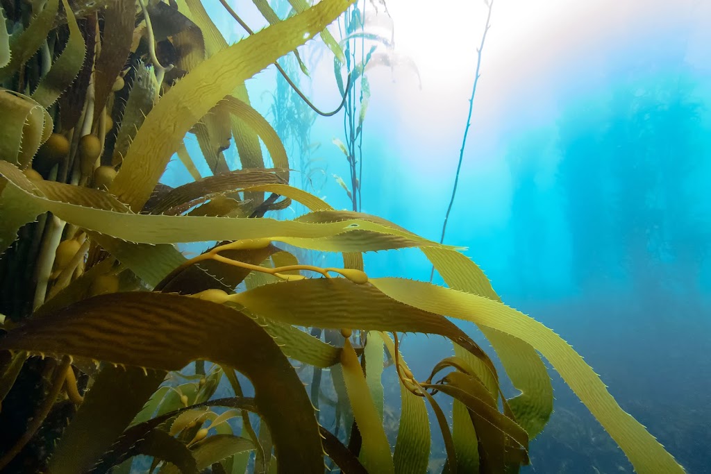 Marinova | 249 Kennedy Dr, Cambridge TAS 7170, Australia | Phone: (03) 6248 5800