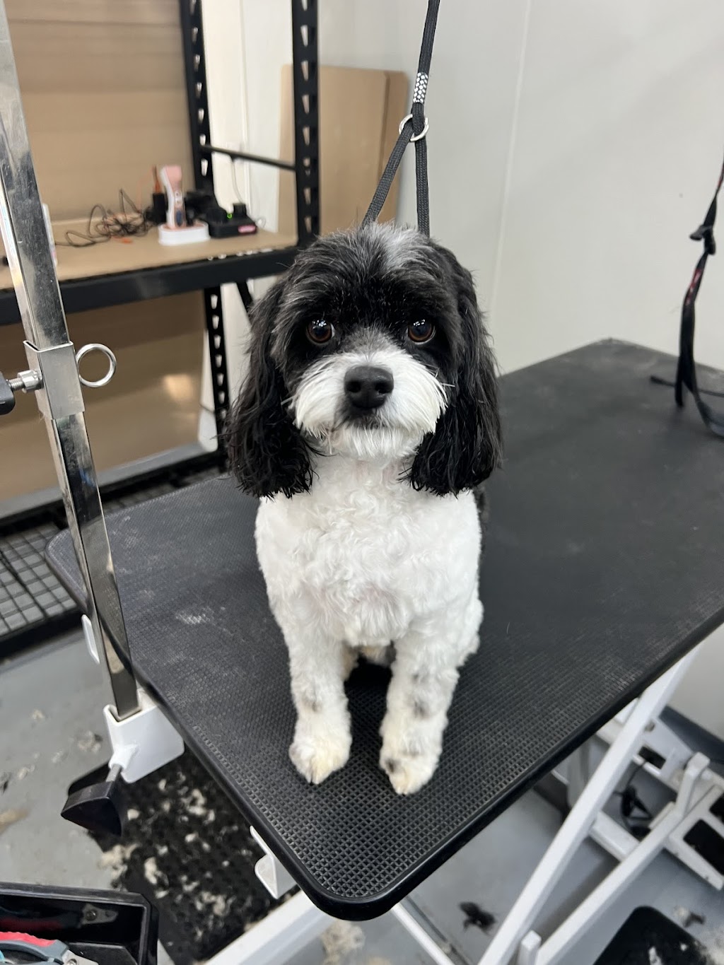 McKinnons Dogwash & Grooming | 32 Hoddle St, Robertson NSW 2577, Australia | Phone: 0434 892 844