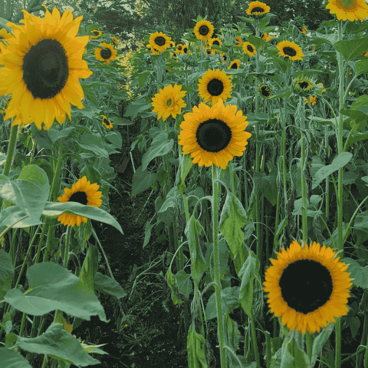 Conerin Farm Flowers Kyneton | 293 Sebastopol Rd, Kyneton VIC 3444, Australia | Phone: 0415 353 403