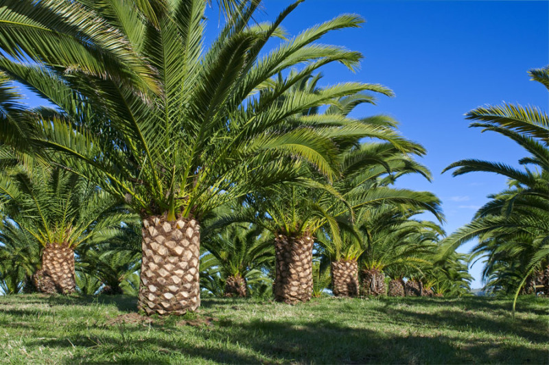 Canary Island Palms Byron Bay | 483 Bangalow Rd, Byron Bay NSW 2481, Australia | Phone: 0400 873 973