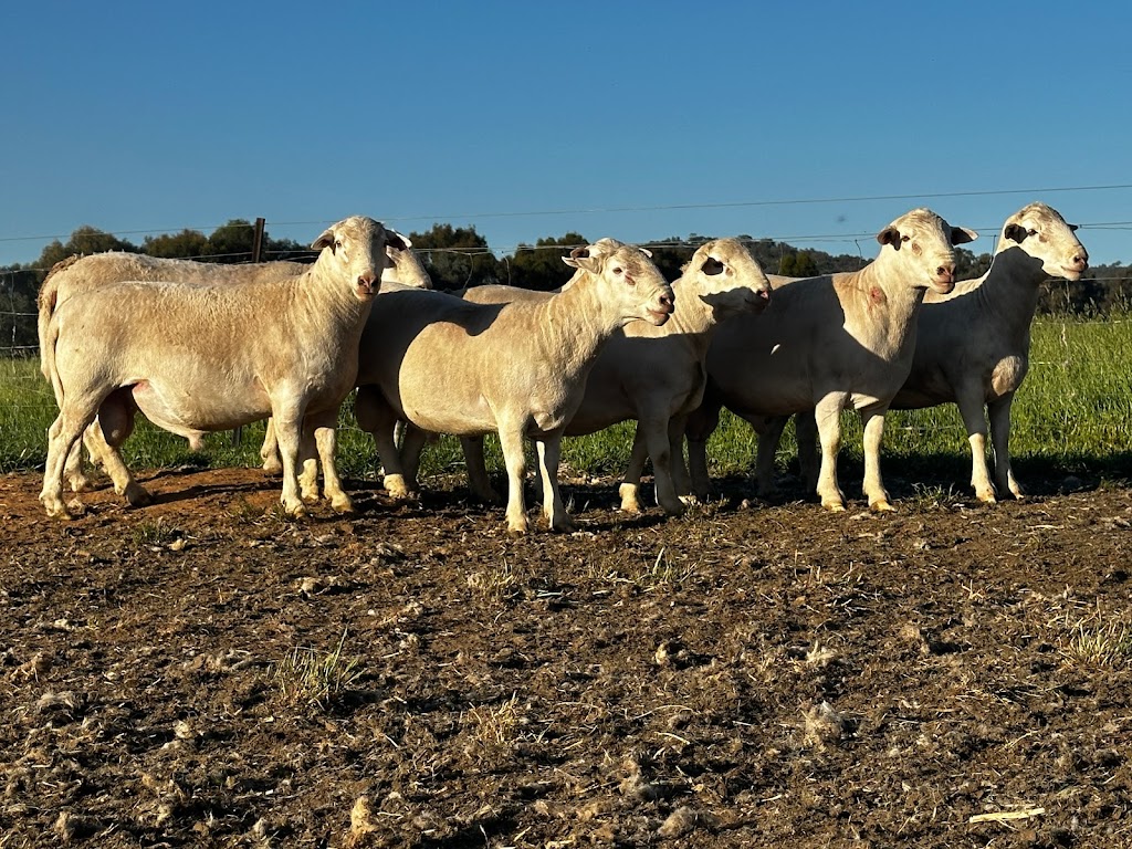 Clear Creek Pastoral Co Pty Ltd | Clear Creek, 913 Clear Creek Rd, Byawatha VIC 3678, Australia | Phone: 0459 036 365