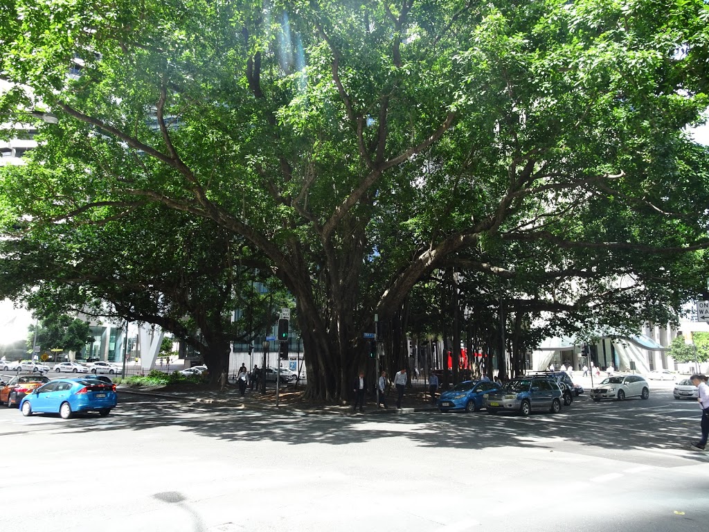 Fig Tree Reserve (Eagle Place) | park | 118A Eagle St, Brisbane City QLD 4000, Australia | 0734038888 OR +61 7 3403 8888
