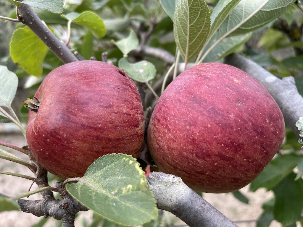 Glenlyon Blueberry Orchard | 18 Spring St, Glenlyon VIC 3461, Australia | Phone: 0484 183 686 Glenlyon Blueberry Orchard | 18 Spring St, Glenlyon VIC 3461, Australia | Phone: 0484 183 686