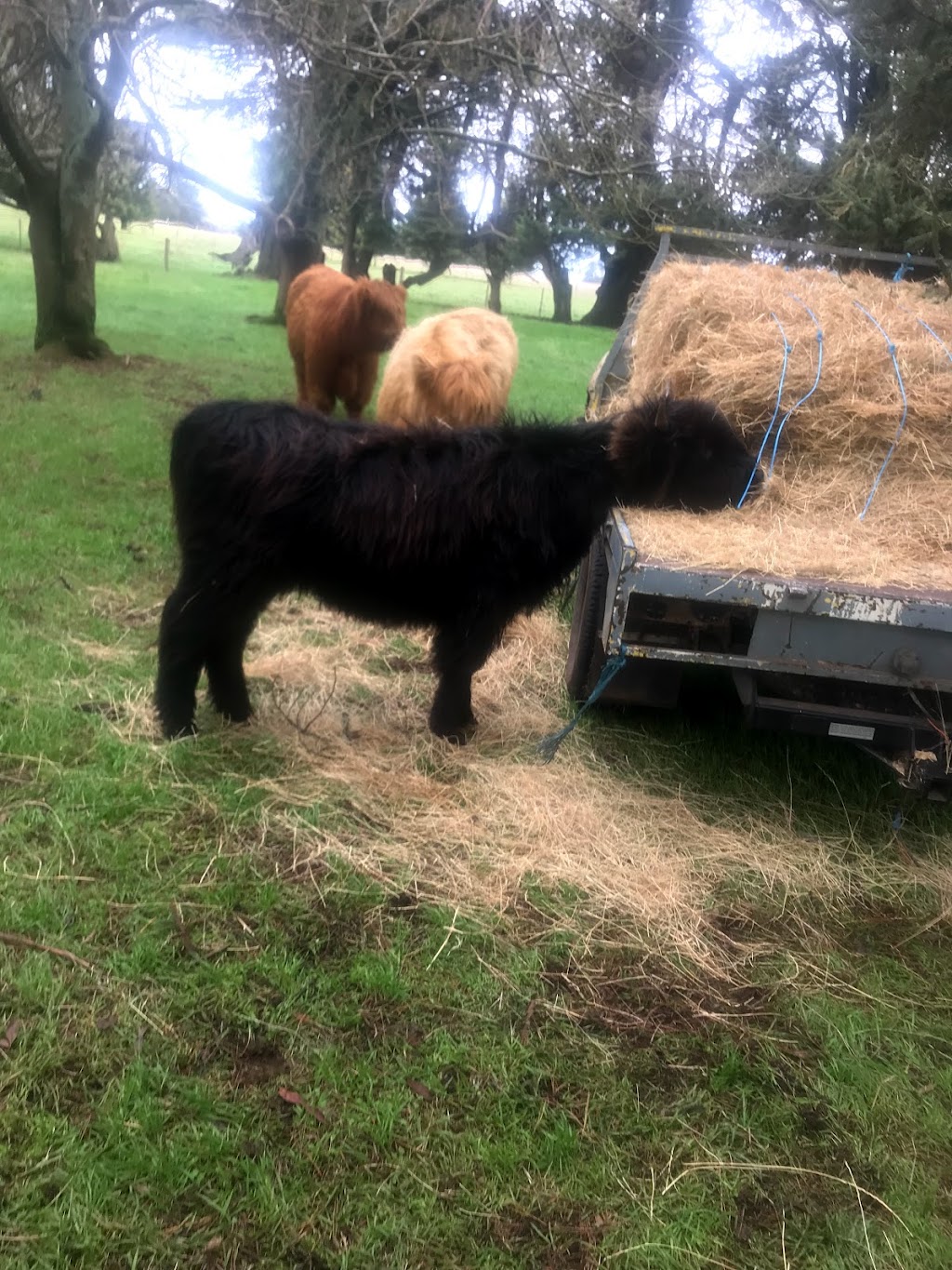 Poll Highland Cattle | food | 196 Lesters Rd, Bungaree VIC 3352, Australia | 0419140622 OR +61 419 140 622