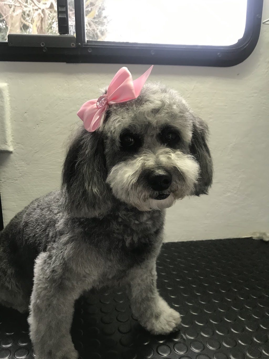 Perfect Paws Dog Grooming | 38 Seves St, Altona VIC 3018, Australia | Phone: 0404 029 401