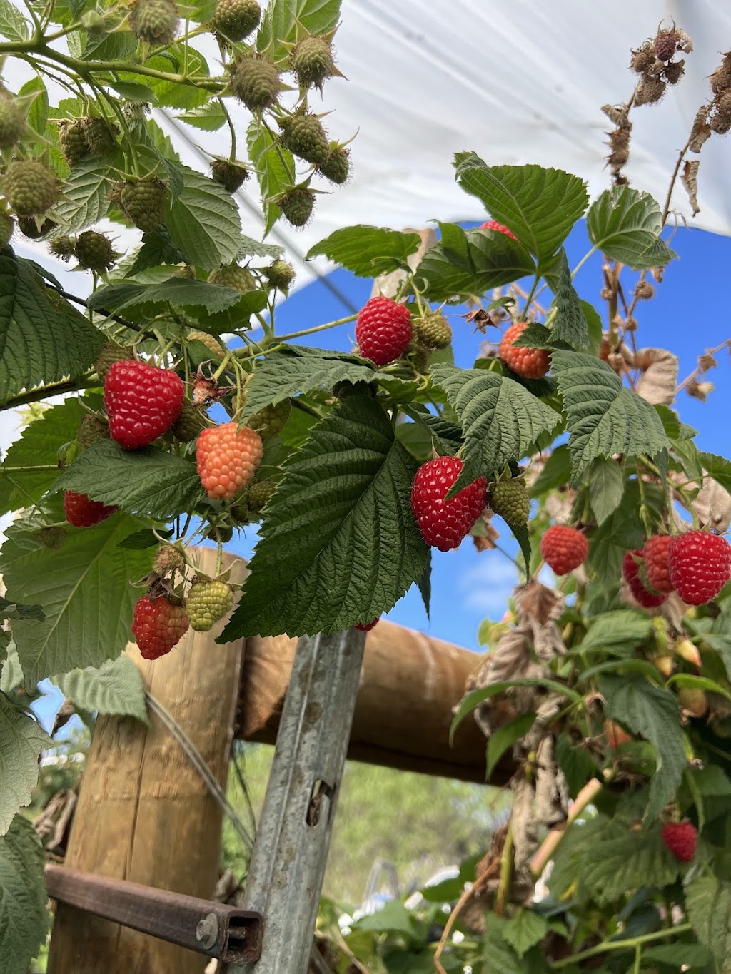Hay Hay Berries | 165 Graham Rd, Wandin East VIC 3139, Australia | Phone: 0425 709 019