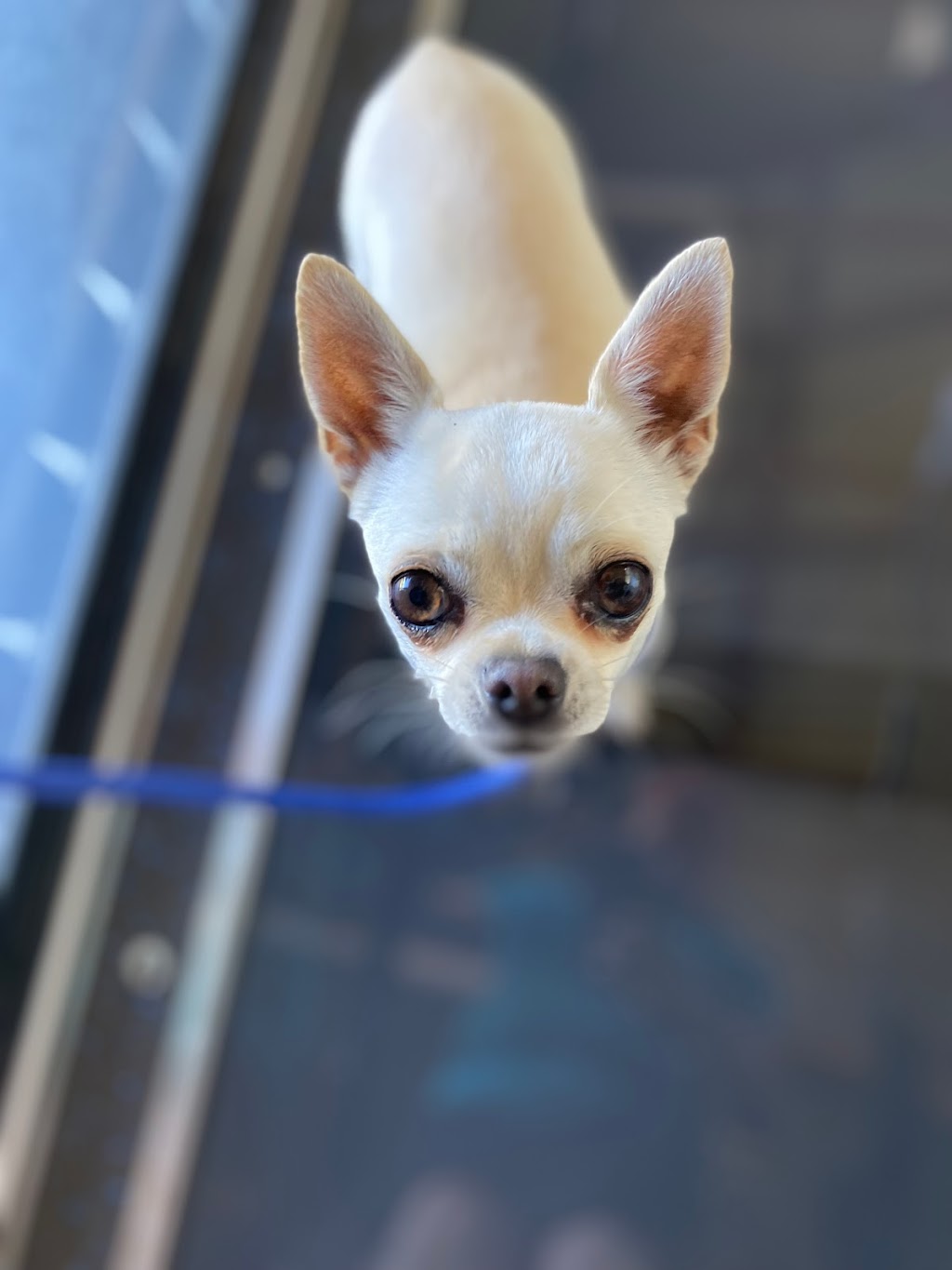Kylies K9 Hydrotherapy | 25 Alkoomie Pl, Wilton NSW 2571, Australia | Phone: 0419 666 673