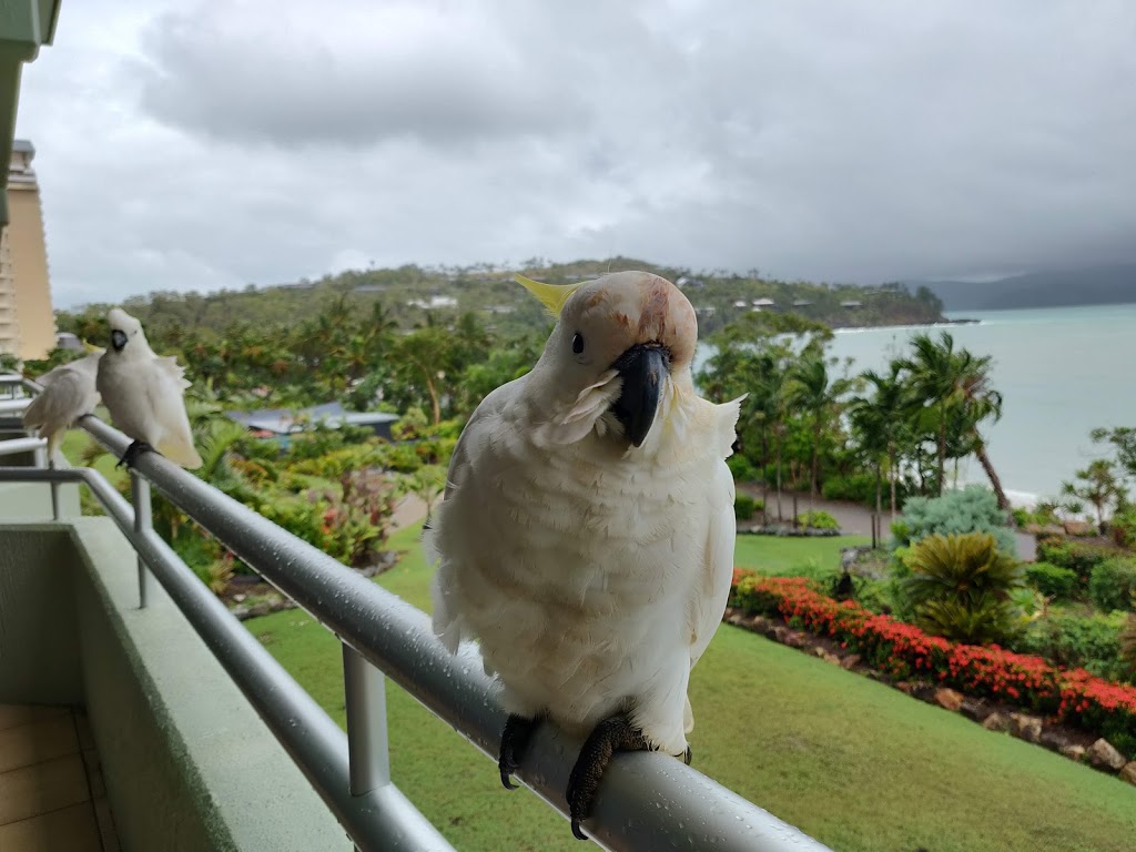 Lagoon Lodge | Resort Dr, Hamilton Island QLD 4803, Australia | Phone: (07) 4946 5390