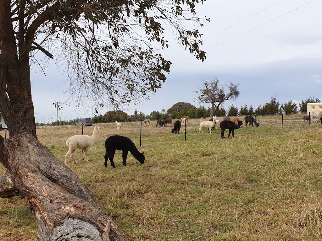 Giaginye Alpacas | food | 168 Cockatoo Rd, Yalbraith NSW 2580, Australia | 0419250928 OR +61 419 250 928