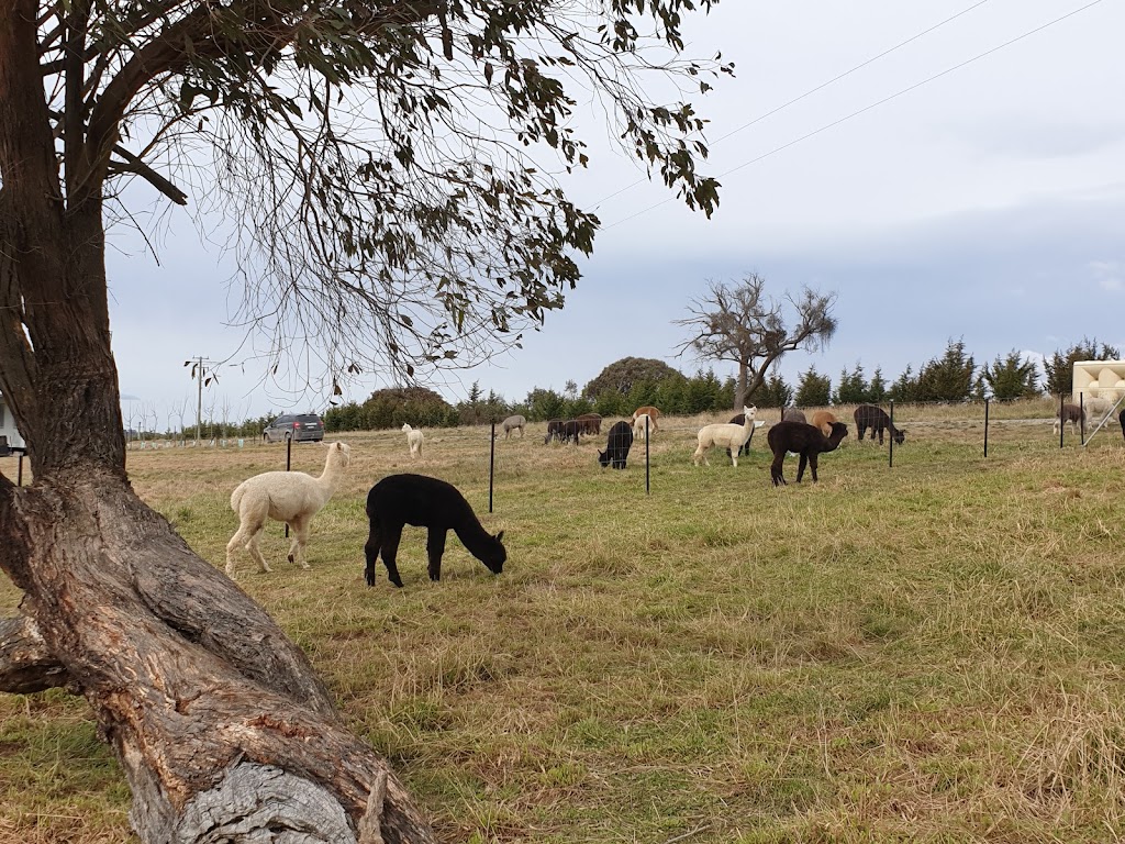 Giaginye Alpacas | 168 Cockatoo Rd, Yalbraith NSW 2580, Australia | Phone: 0419 250 928