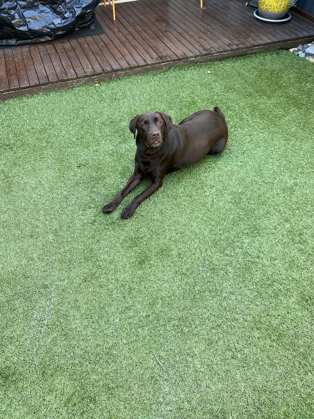 Dogs and Bonds - Professional Dog Trainer | 8B Kenlon St, Bentleigh East VIC 3165, Australia | Phone: 0468 044 646