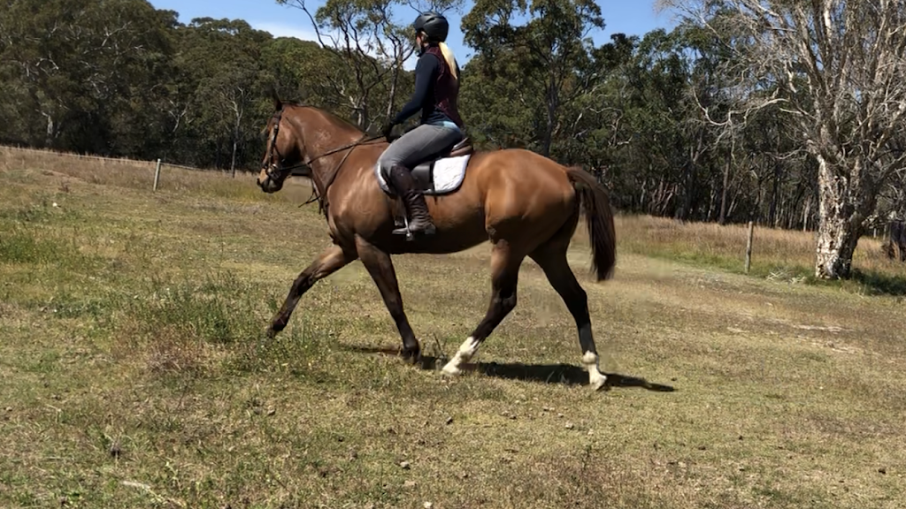 Noosa Horse Riding | 22 Wills Rd, Weyba Downs QLD 4562, Australia | Phone: 0438 710 530