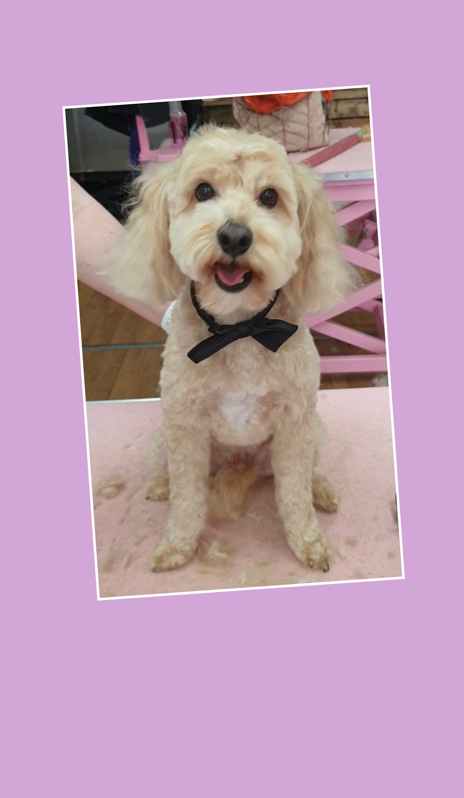 Happy dog pet grooming |  | 64 Radfords Rd, Nirranda South VIC 3268, Australia | 0457807589 OR +61 457 807 589