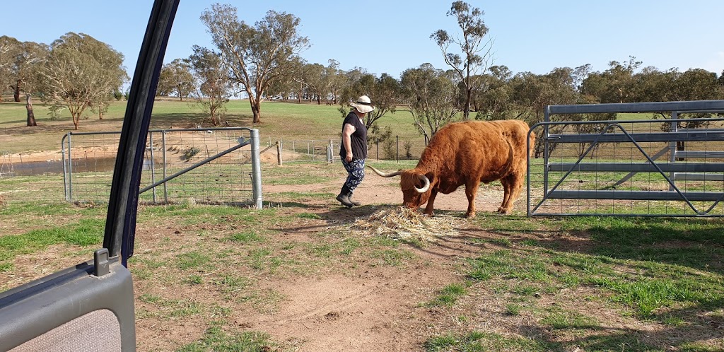 Ennerdale Highland Cattle - Open by Appointment only | Erinmist, 202 White Flag Rd, Binalong NSW 2584, Australia | Phone: (02) 6100 4326