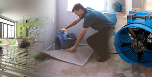 AECS Pest Control & Cleaning | 17 Peachtree Ave, Constitution Hill NSW 2145, Australia | Phone: 0405 753 991