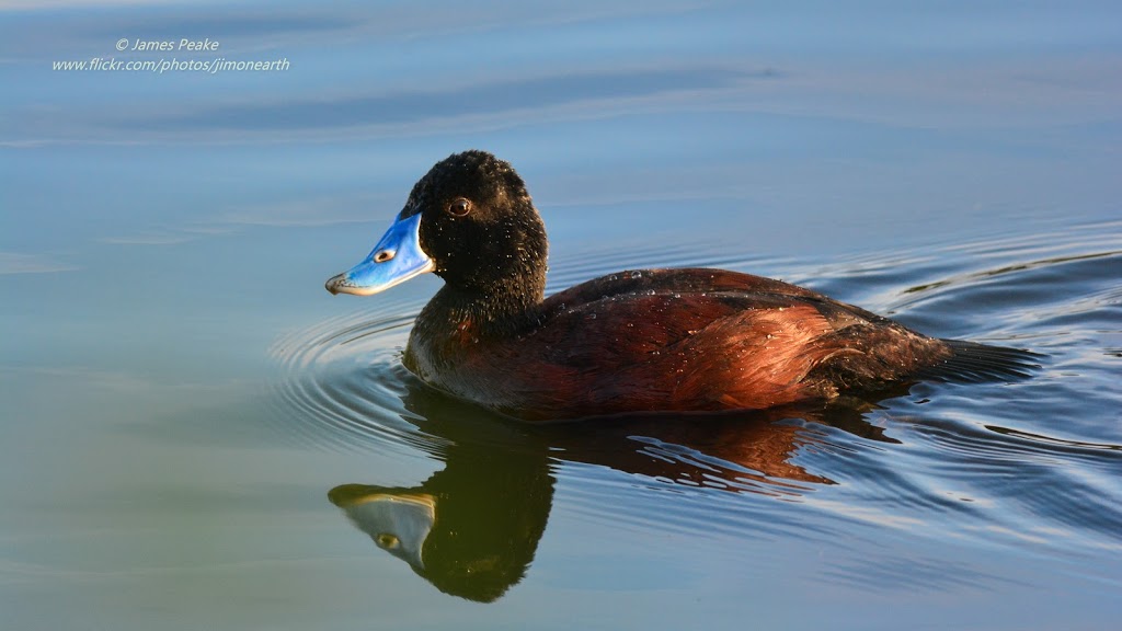 Coolart Wetlands Bird Hide | 66 Luxton Dr, Somers VIC 3927, Australia | Phone: 13 19 63