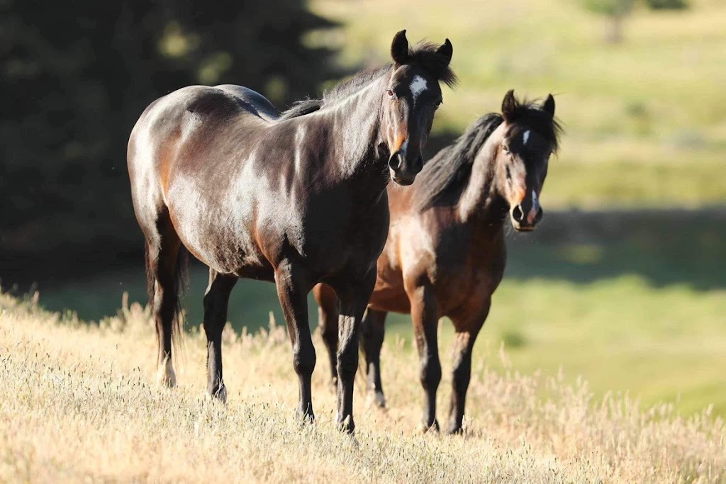 Victorian Brumby Association | Raglan-Elmhurst Rd, Glenlogie VIC 3469, Australia | Phone: 0417 504 412