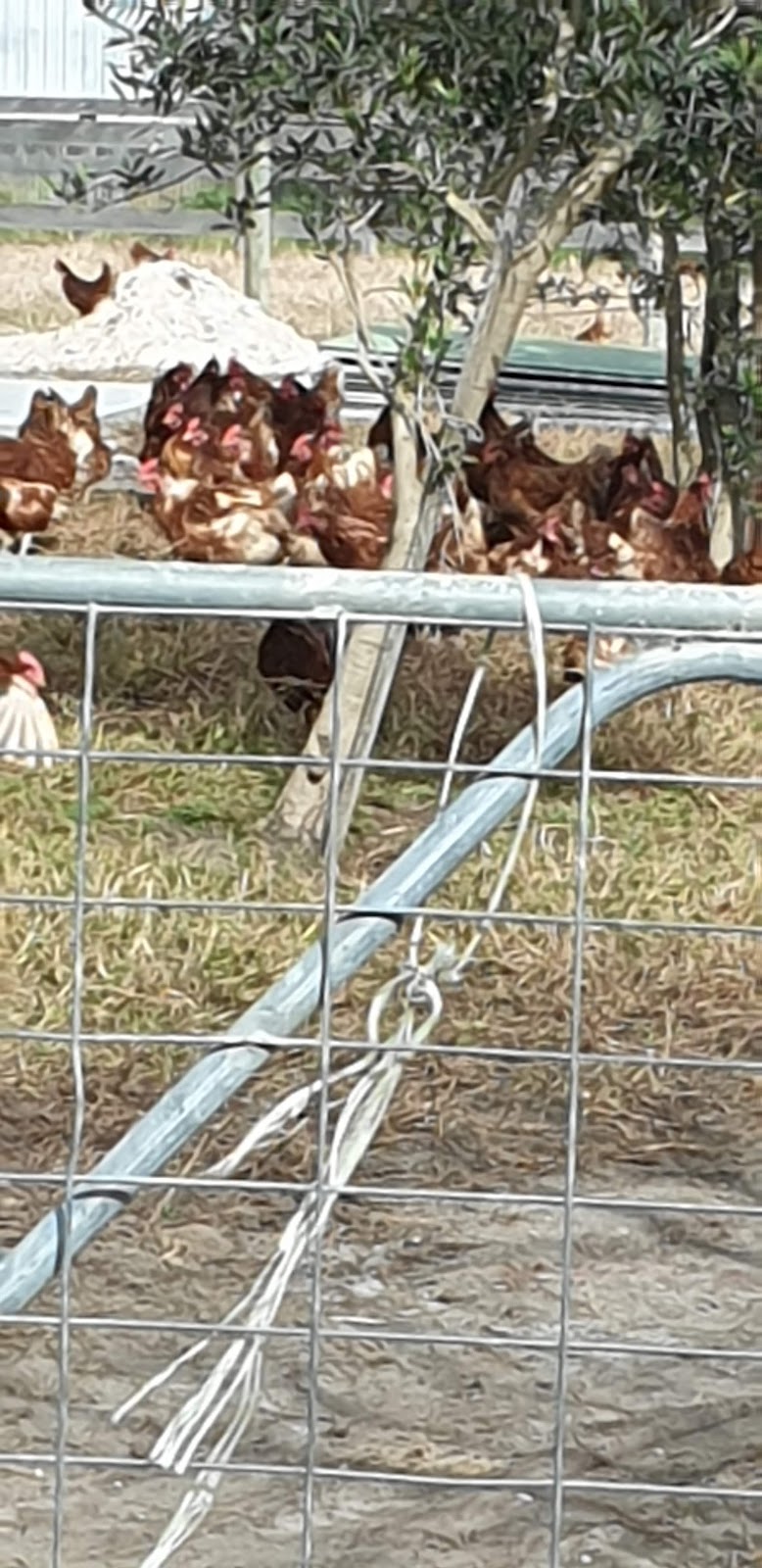 Sth Gippsland Eggs | 100 Devon Rd, Devon Meadows VIC 3997, Australia | Phone: (03) 5998 2233