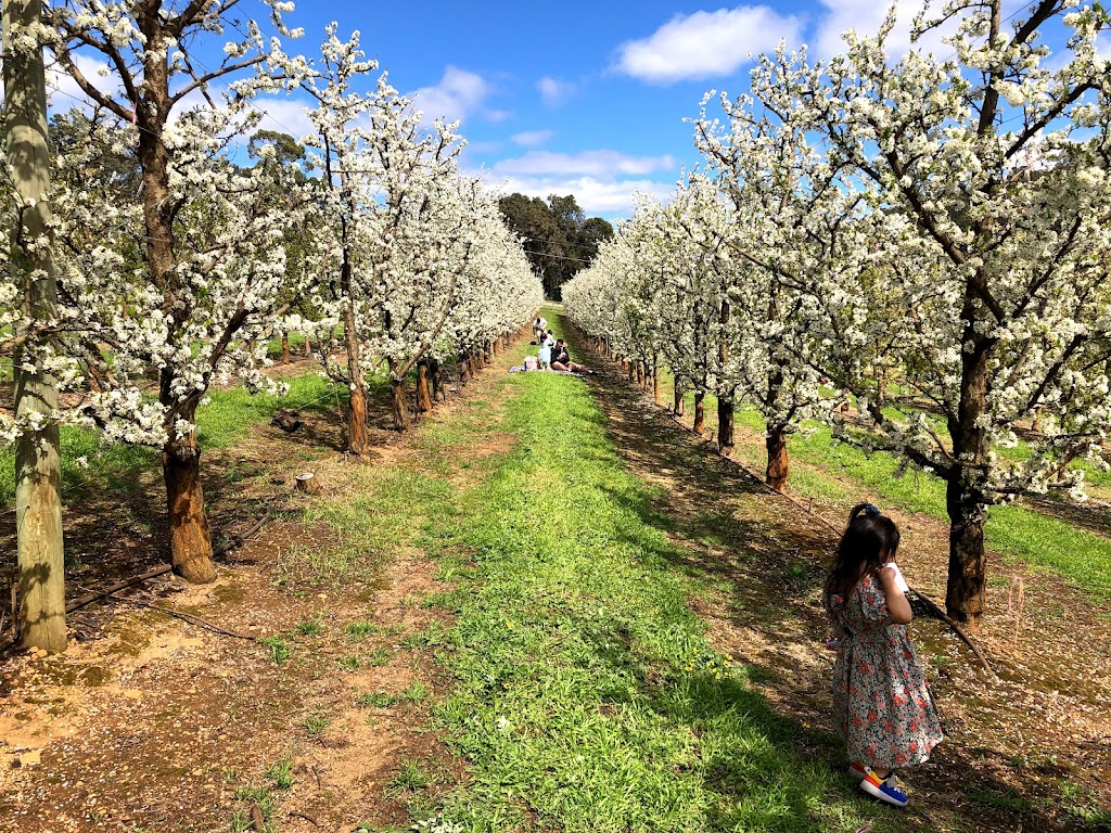 Raeburn Orchards | 4 Raeburn Rd, Roleystone WA 6111, Australia | Phone: (08) 9397 5325