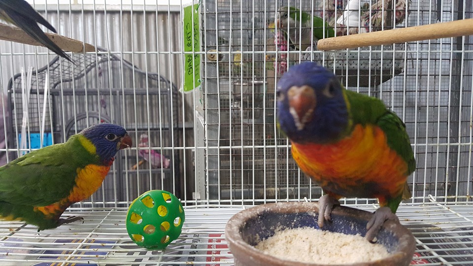 Go Wild Pets - Birds Produce,Pet Store and Pet Shop Sydney | pet store | 1/120 Gilba Rd, Girraween NSW 2145, Australia | 0296884689 OR +61 2 9688 4689