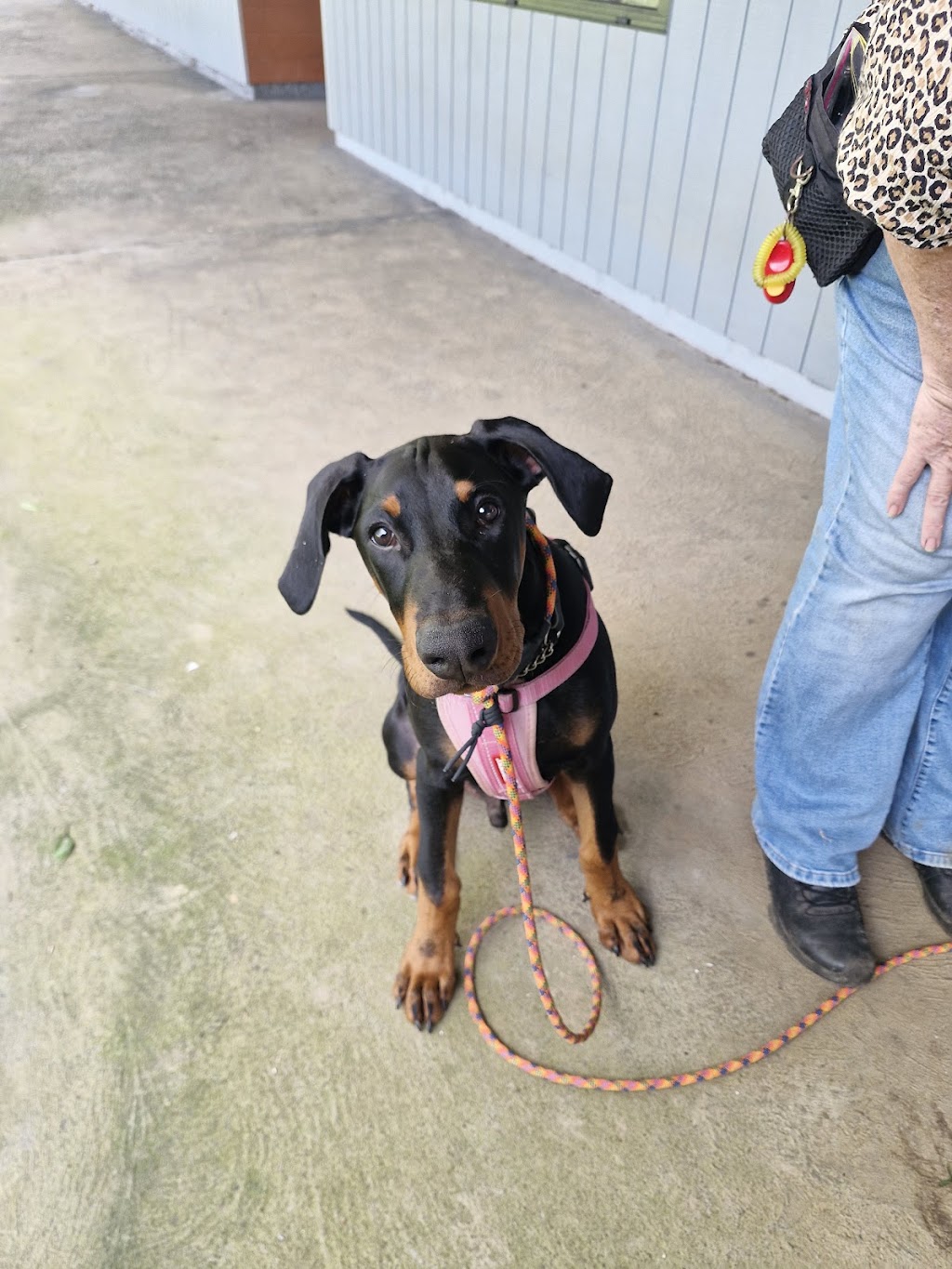 Canine Revolution Dog Training Coffs Harbour | 36 Upper Orara Rd, Karangi NSW 2450, Australia | Phone: 0414 251 177