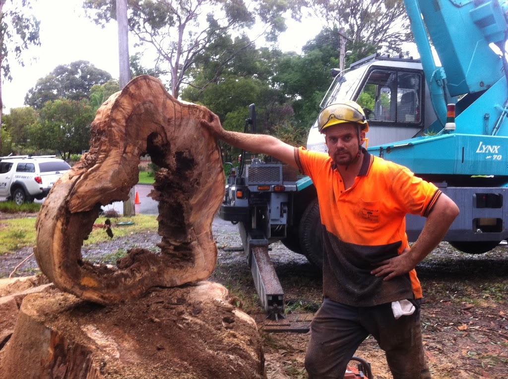 Argonauts Tree Service | Lake Rd, Tuggerah NSW 2259, Australia | Phone: (02) 4355 4555