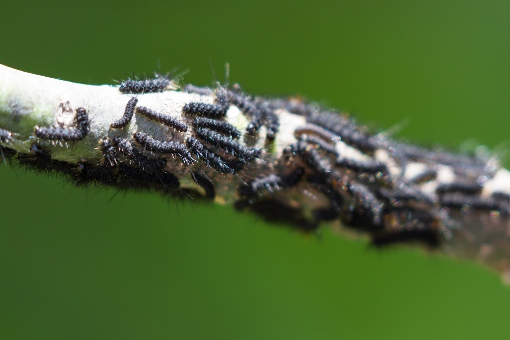 ABC Termite Control Rose Bay | Termite Control, Rose Bay NSW 2029, Australia | Phone: 0488 886 019